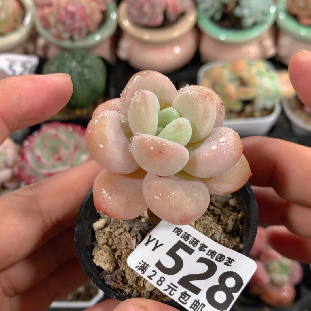 5CM拇指盆精控多肉YY528