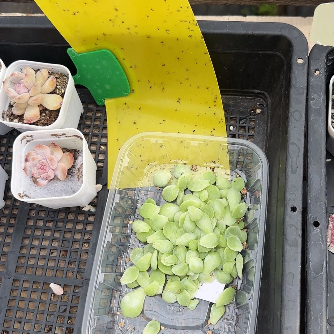 六个白叶子一片 一个满25包邮