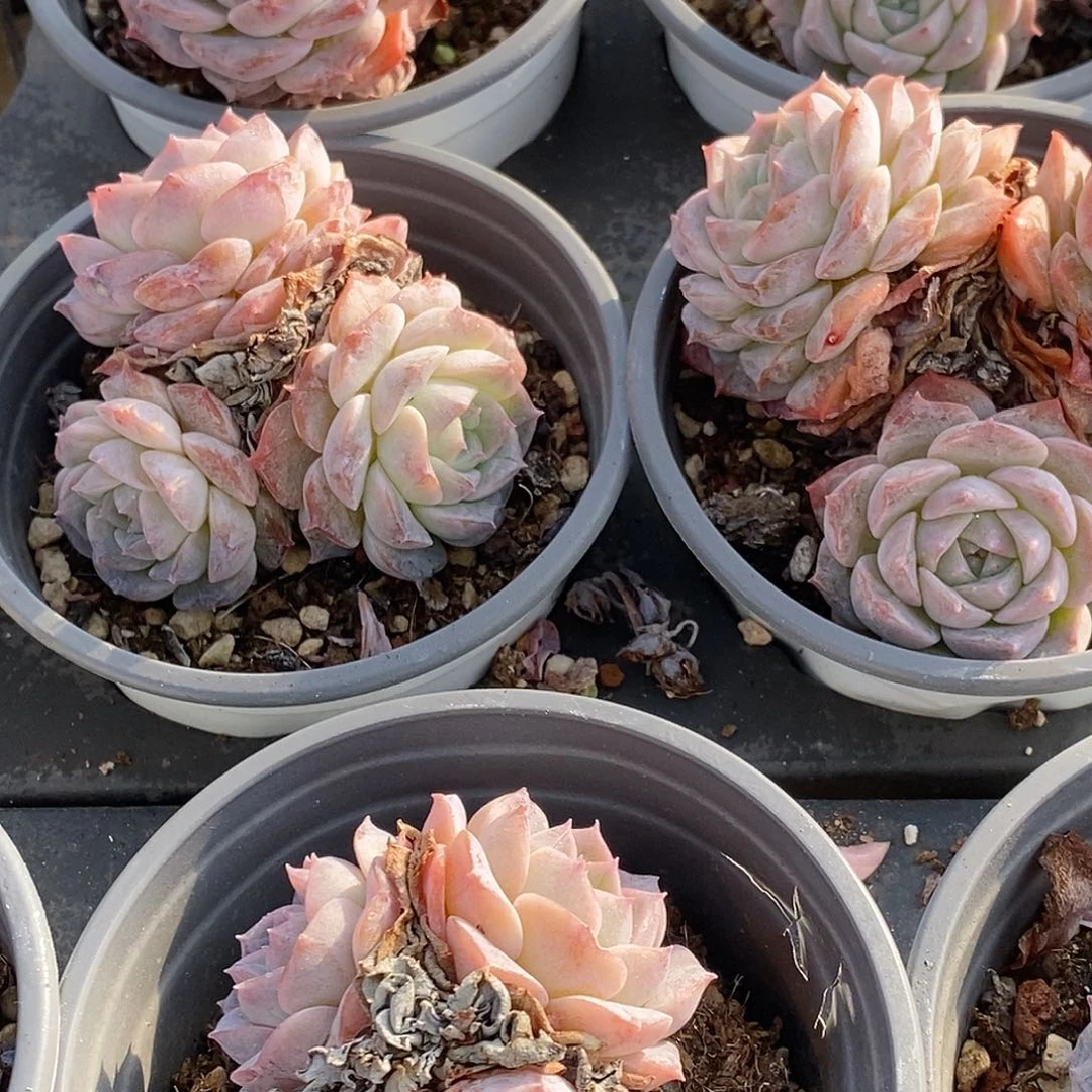 25纯爱群生，多肉植物