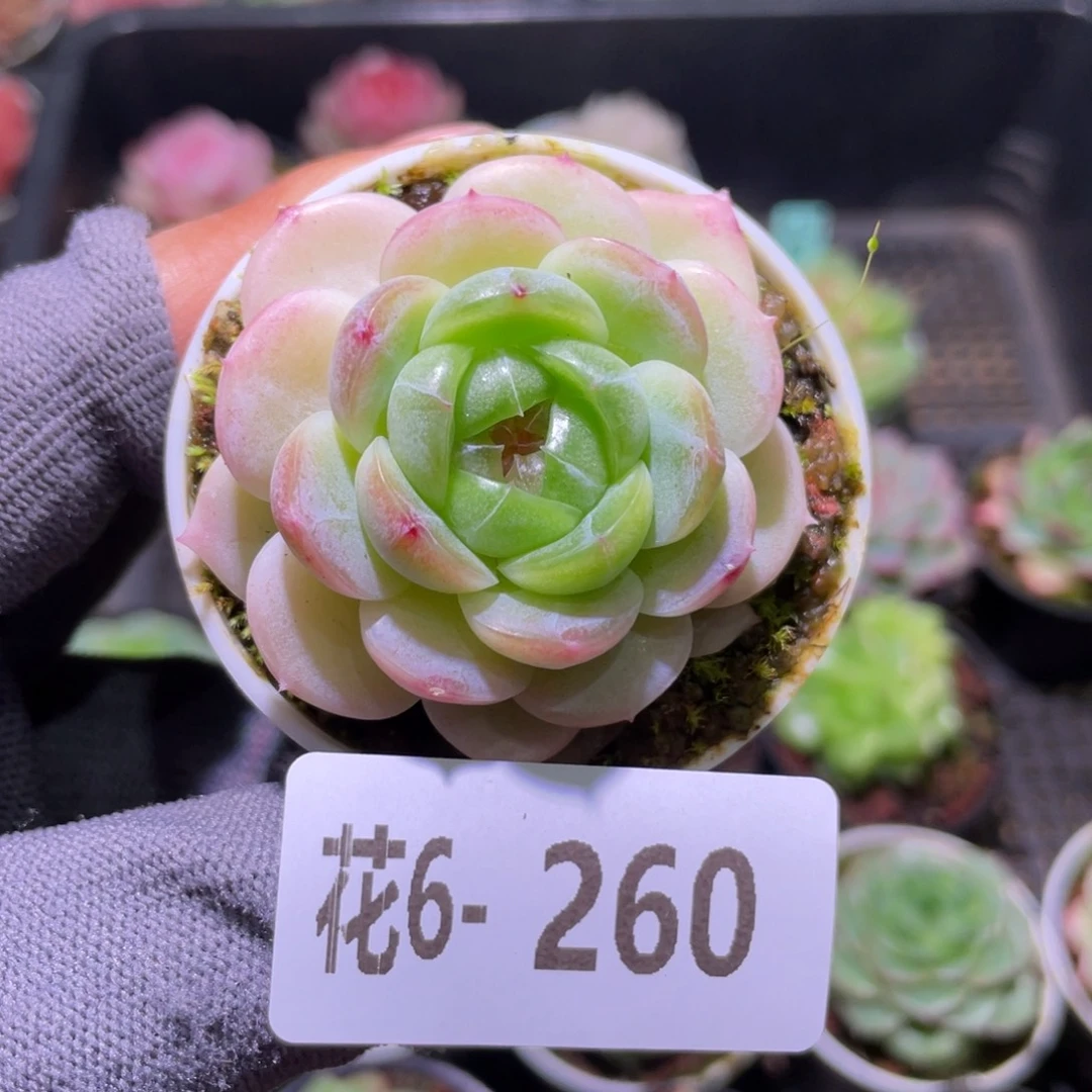 花利美6-260珍妮