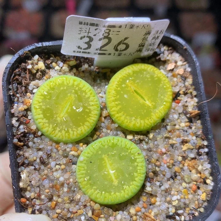 精品生石花28.326