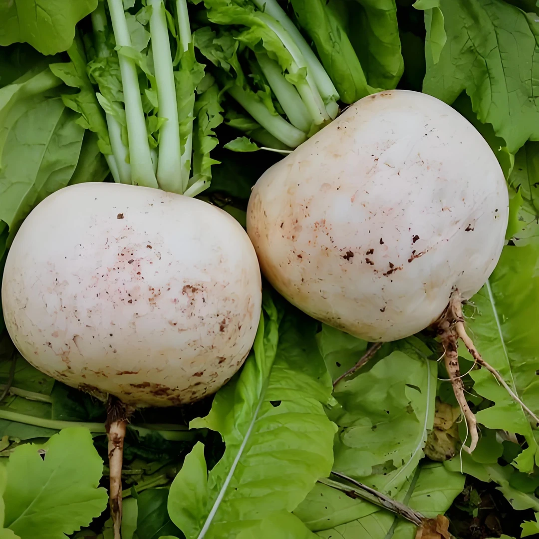 重庆涪陵高山农家新鲜圆白萝卜清甜多汁入口细腻化渣孕妇餐萝卜干