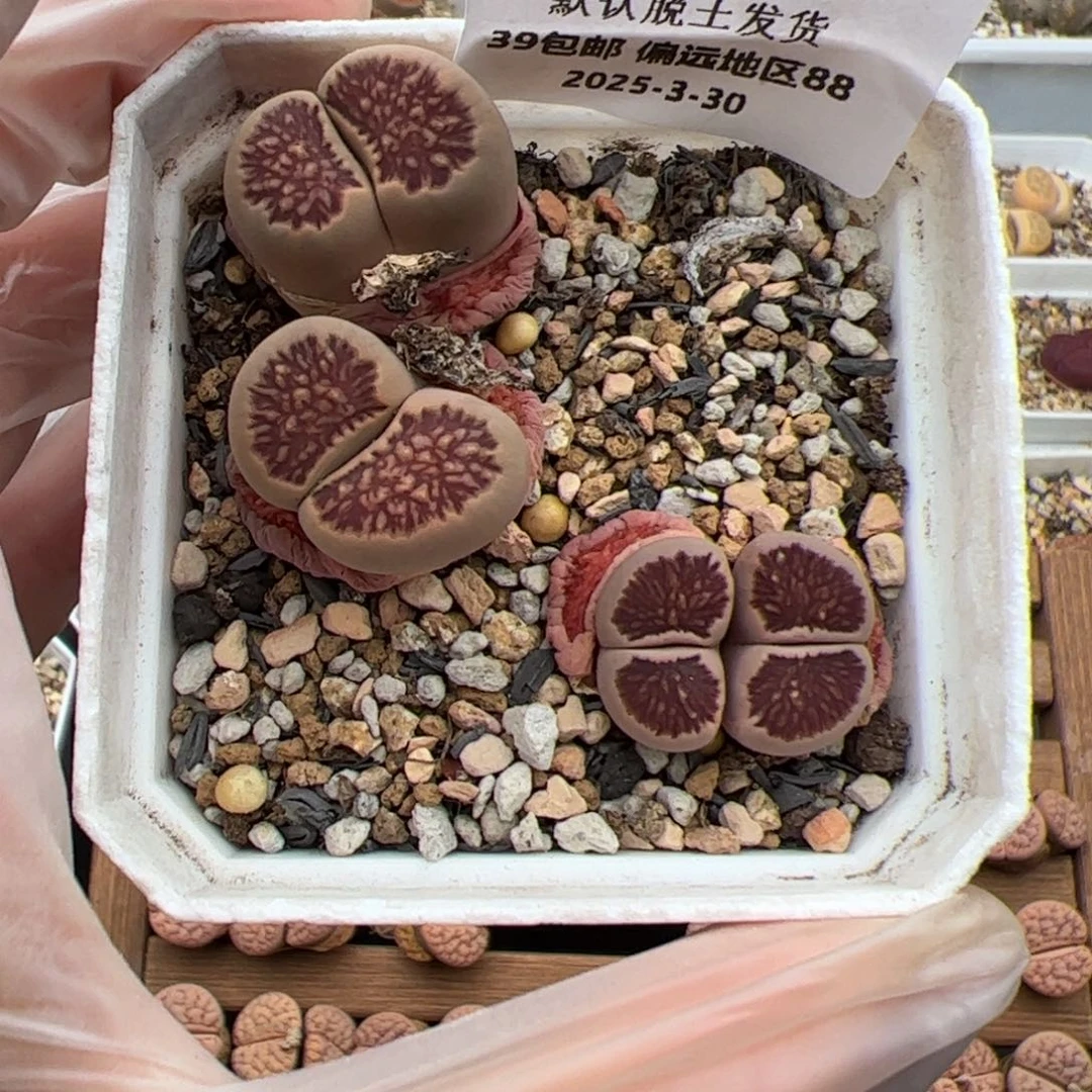 不****?0194号菊2个多肉植物