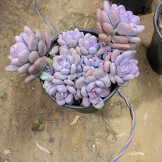 不****》大叶奶多肉植物