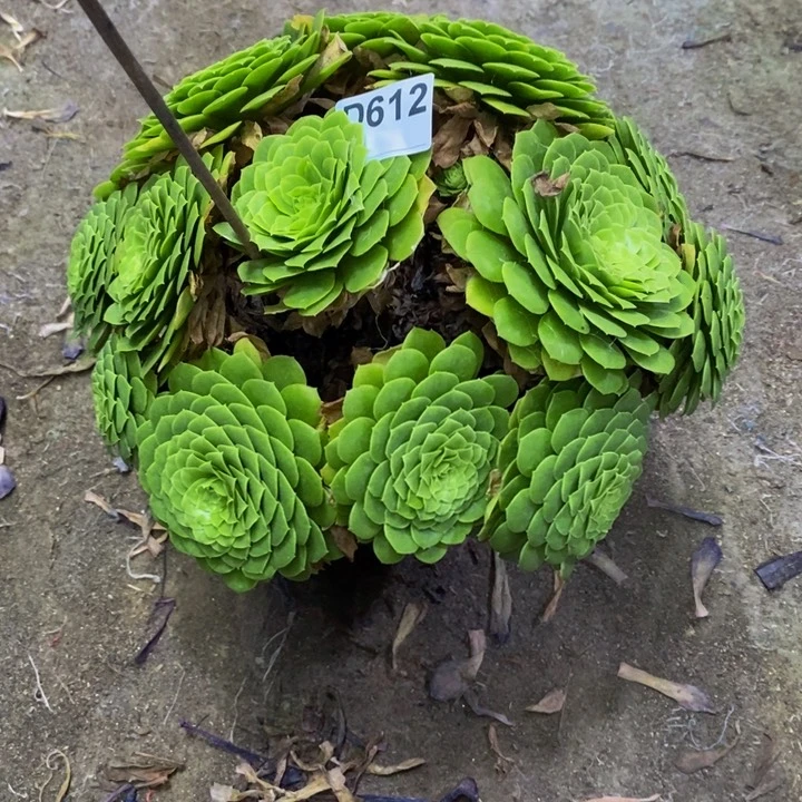 瑶*翡翠冰多肉植物612