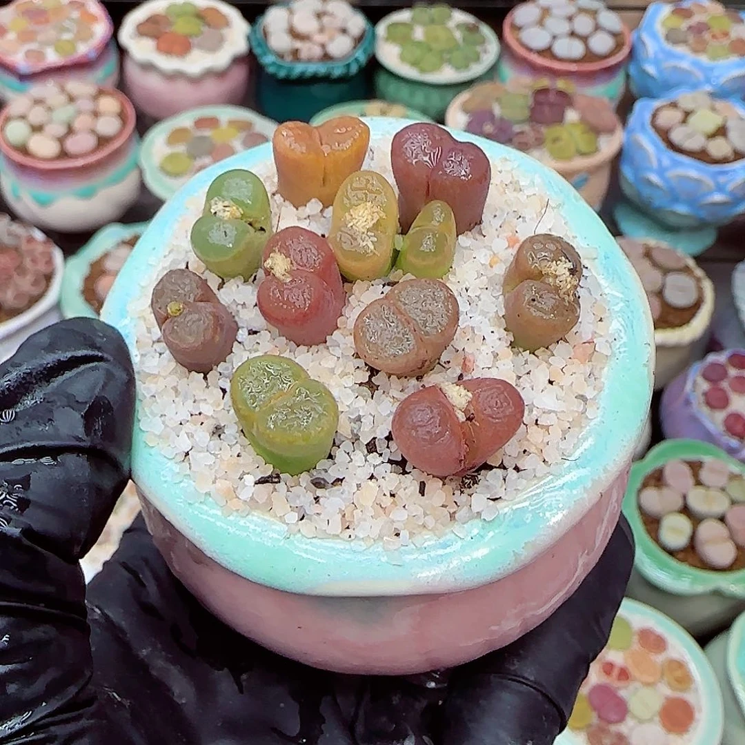 生石花满18包邮0105-37