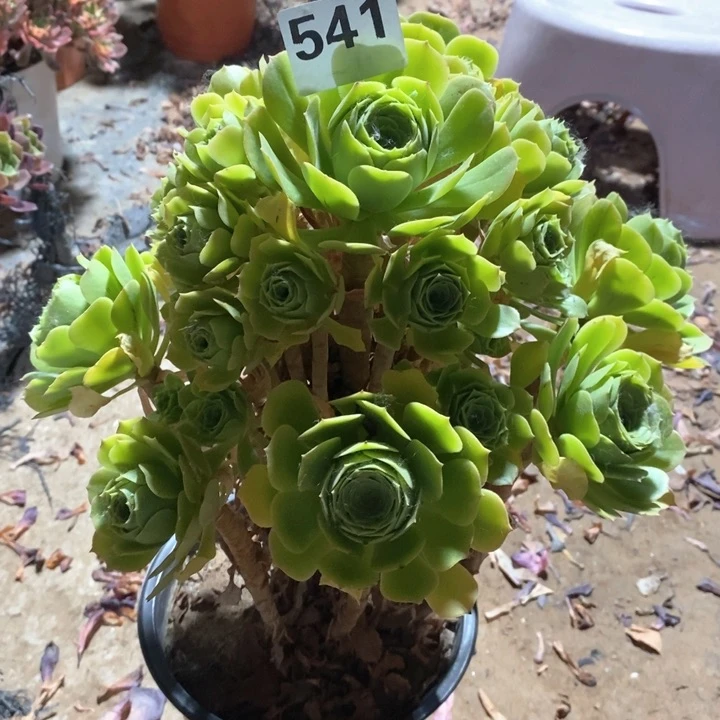 法师植物一物一拍541
