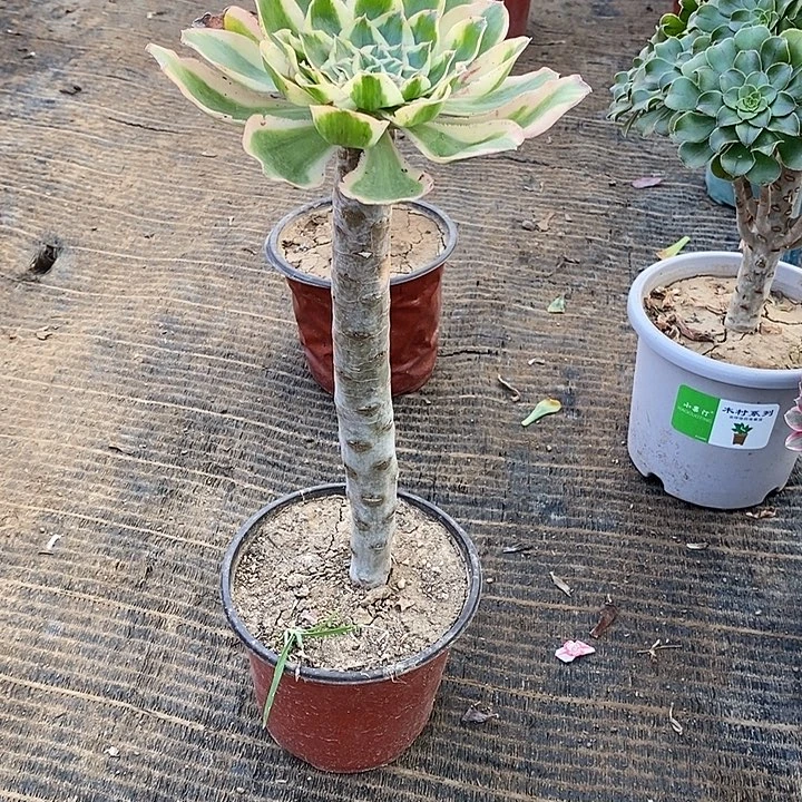 用***9319，燕姿锦多肉法师