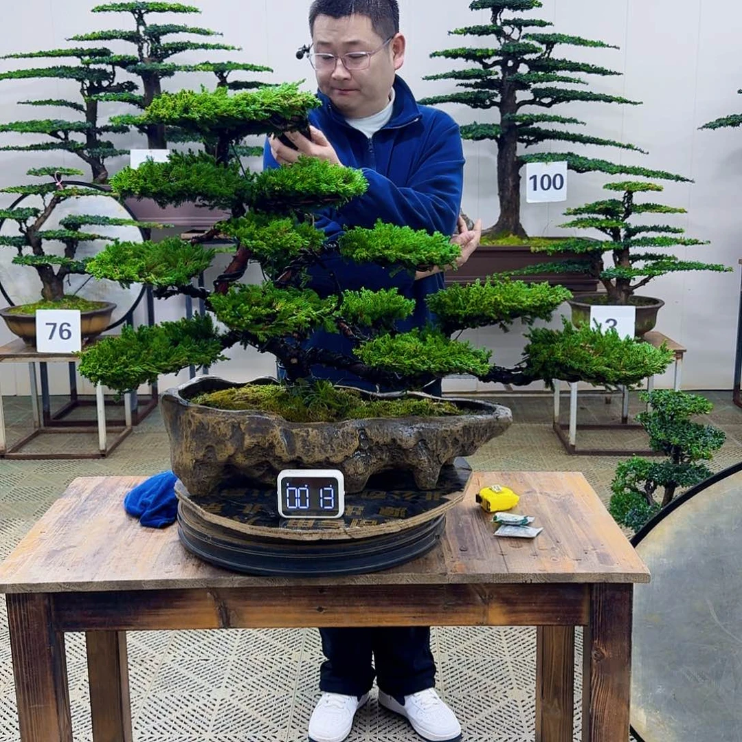 无花朵柏树造型盆景