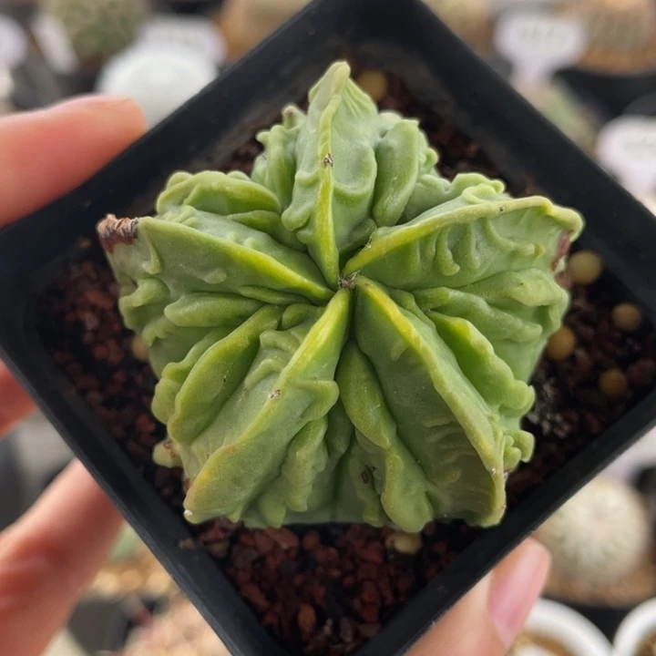 核桃        实生根