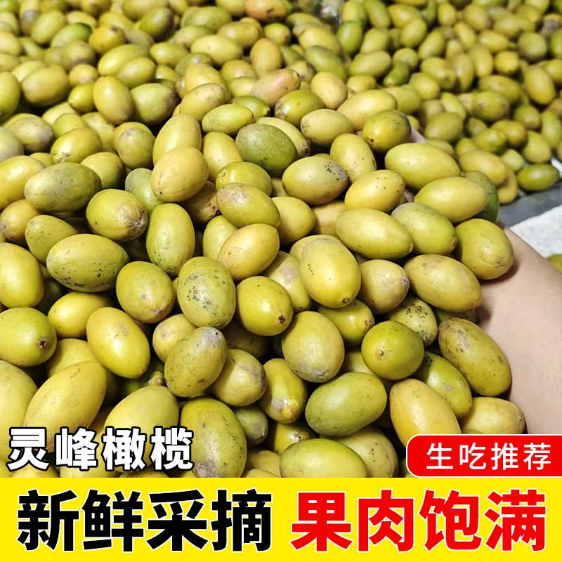 潮汕大妈 正宗潮汕新鲜回甘灵峰橄榄青橄榄现摘酥脆青橄榄鲜果