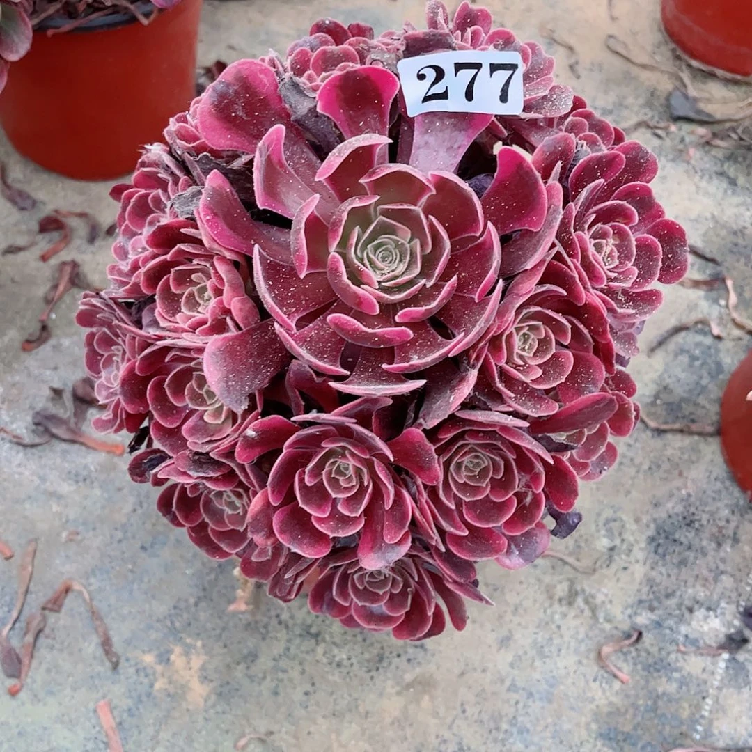 无花朵多肉植物277