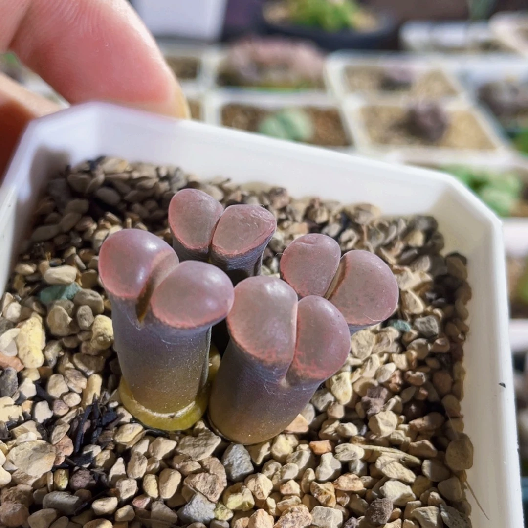 W****鲑鱼粉4年风铃植物一物一拍