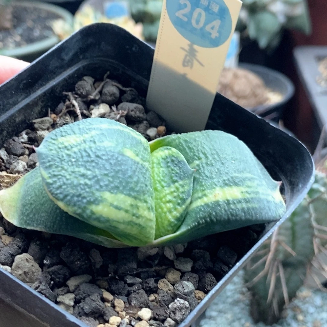 军佩卧牛一棵仙人球