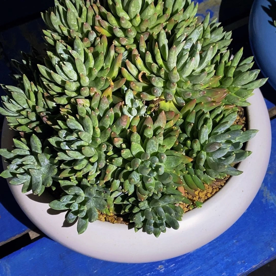 T***.炫彩星多肉植物包邮到家啦