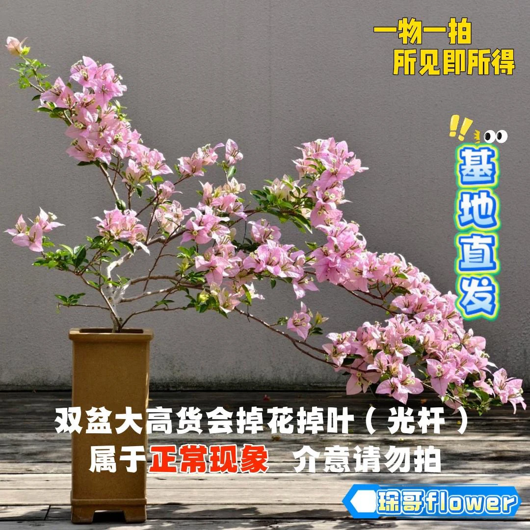 flower 【23双盆一物一拍会掉花落叶会成光杆介意勿拍】勤花三角梅