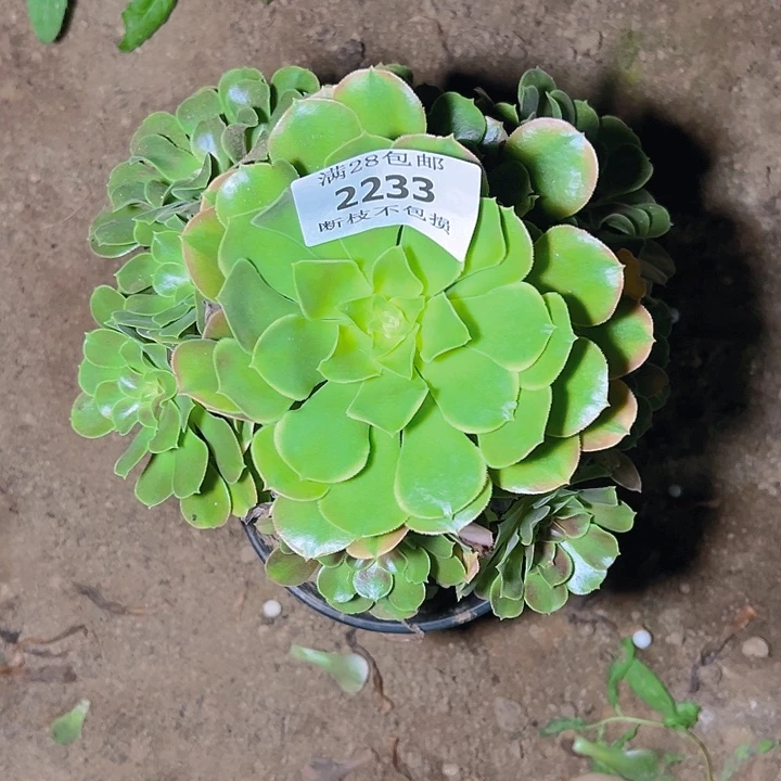 用***22233歪桩香妃多肉植物