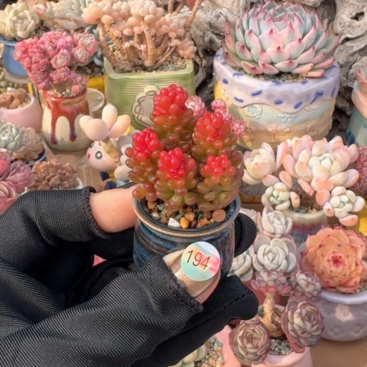 194 多肉含盆 30元包邮 除偏远