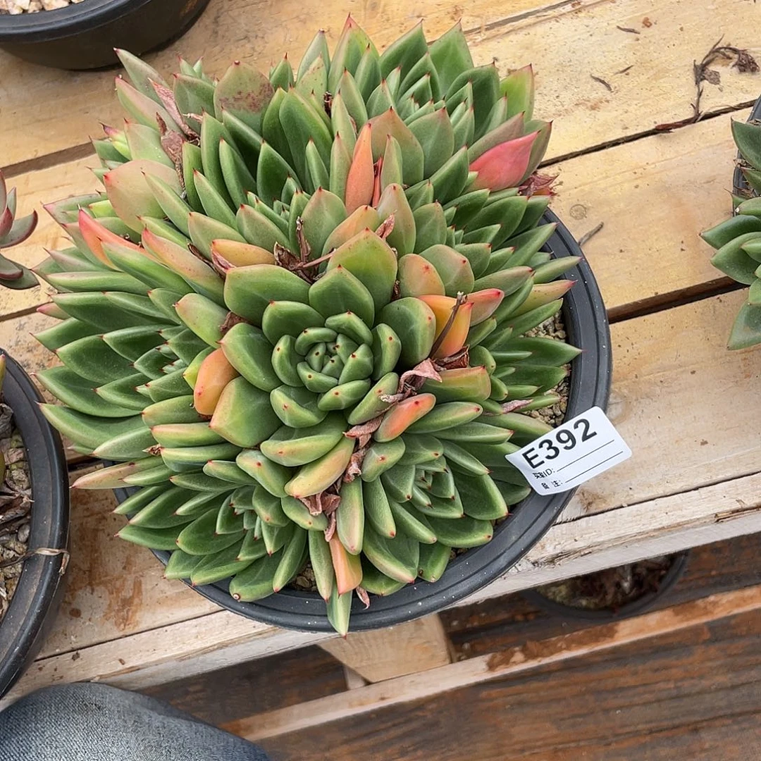 若如东云单拍E392