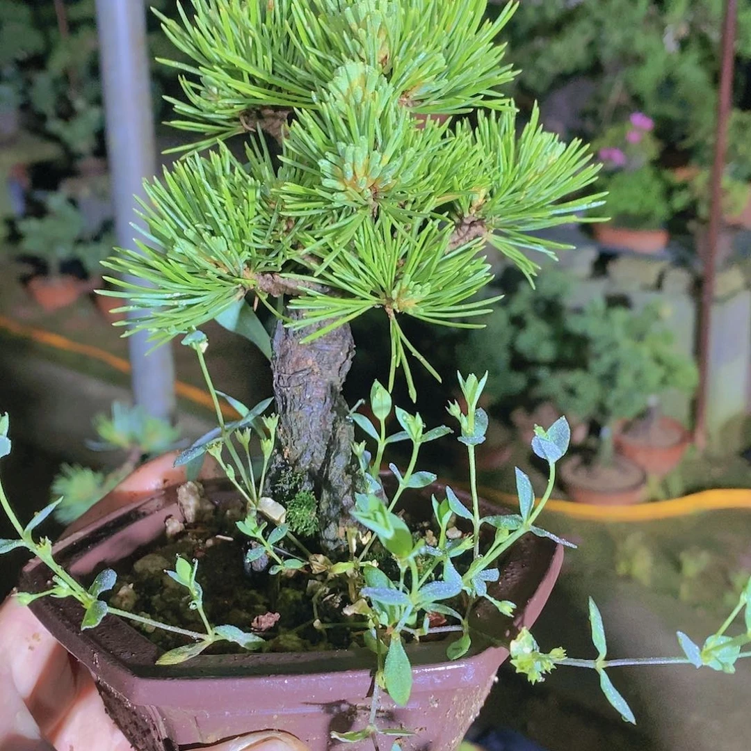 【闪购商品】无花朵