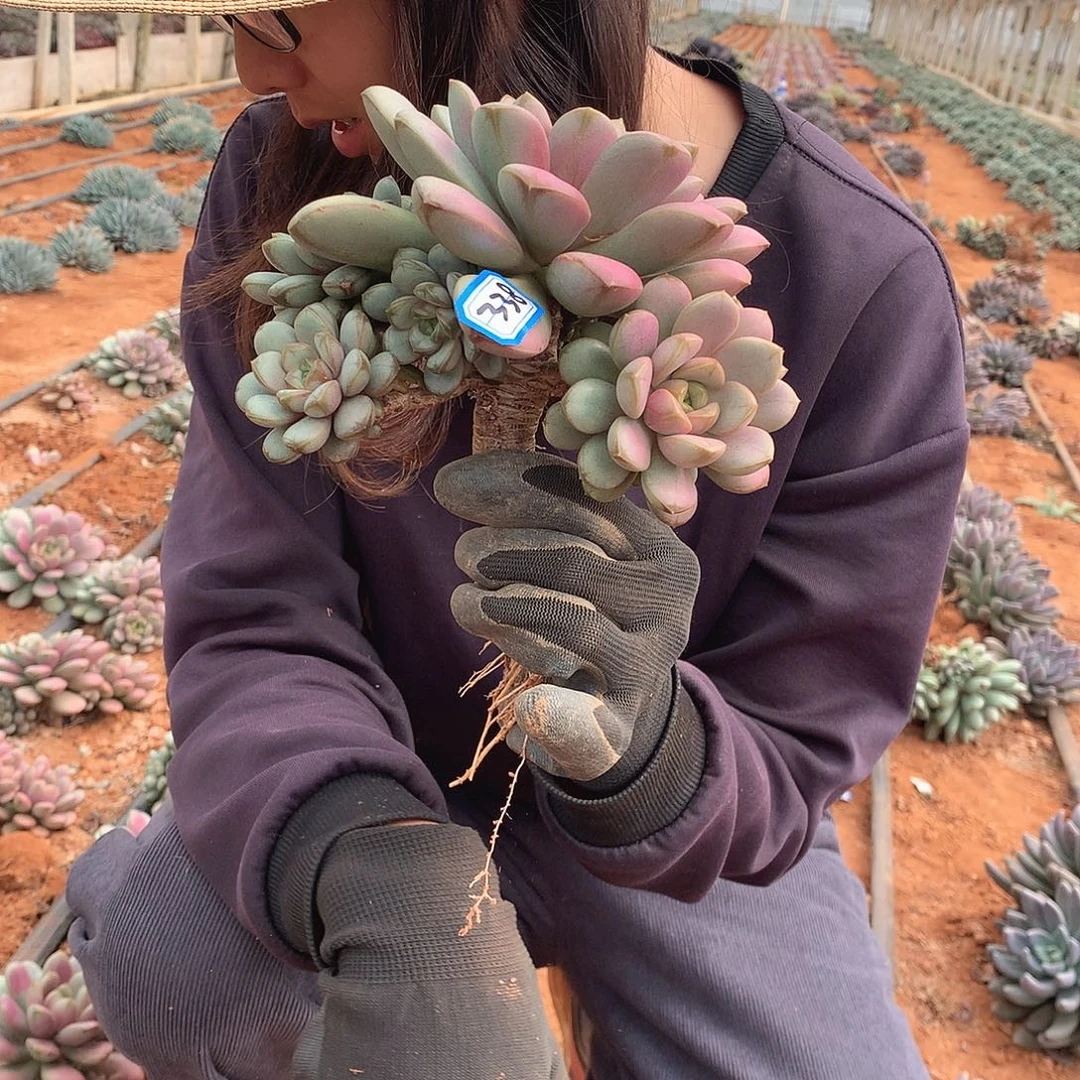 338 葡萄 一物一拍