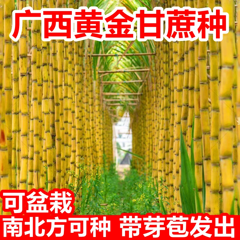 广西黄皮青皮甘蔗种子种植盆栽3到5个牙包甘蔗苗高产脆甜黑皮