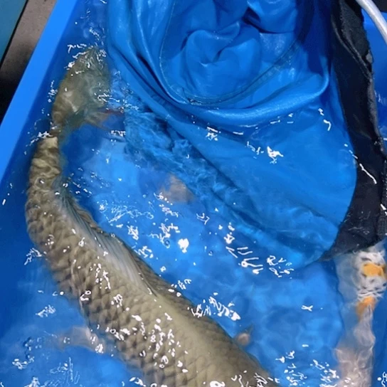 海水赤木芒果空鲤