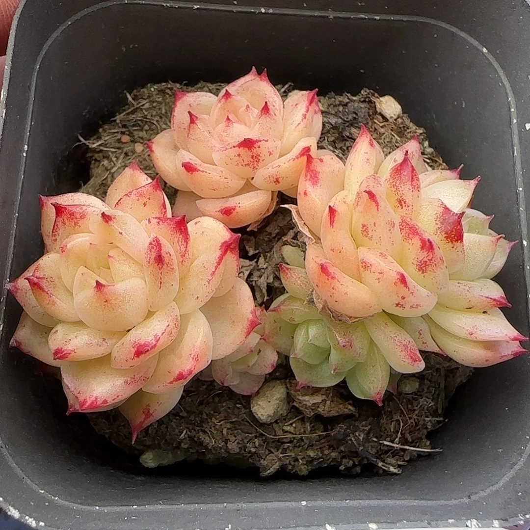 106不保整【满29包邮非偏远】