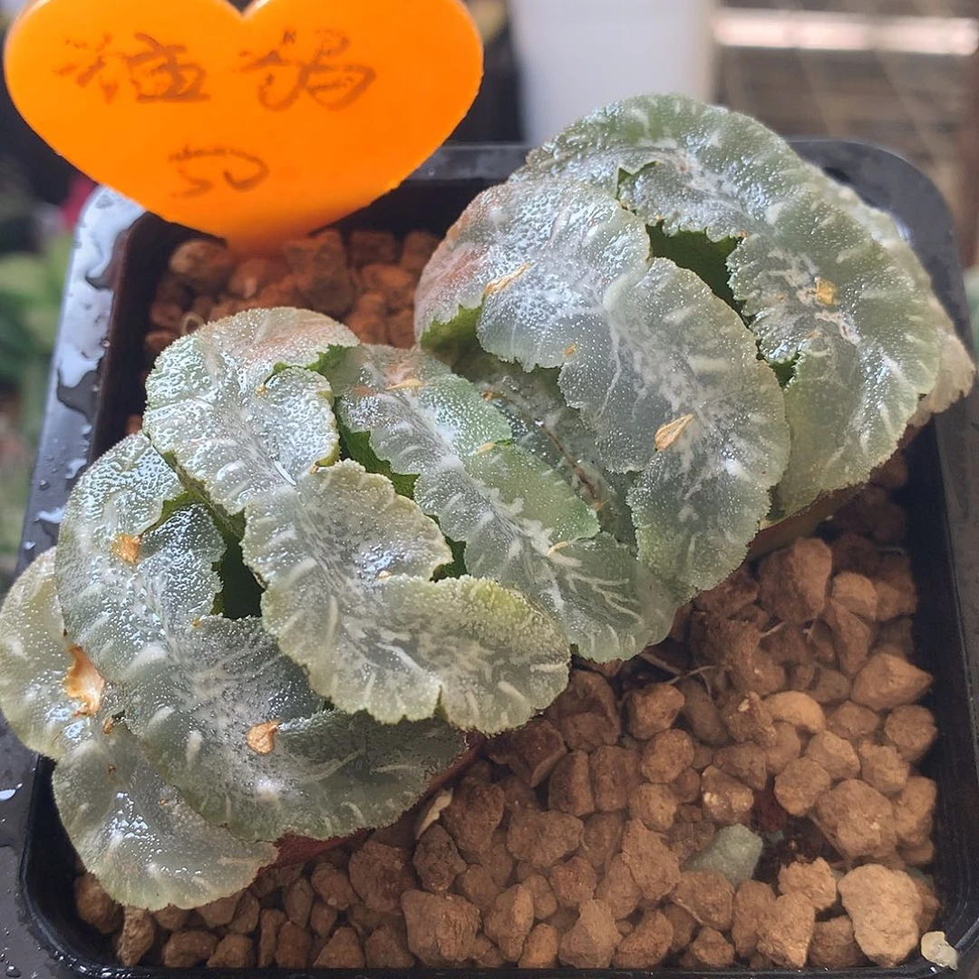 猛犸玉扇一物一拍