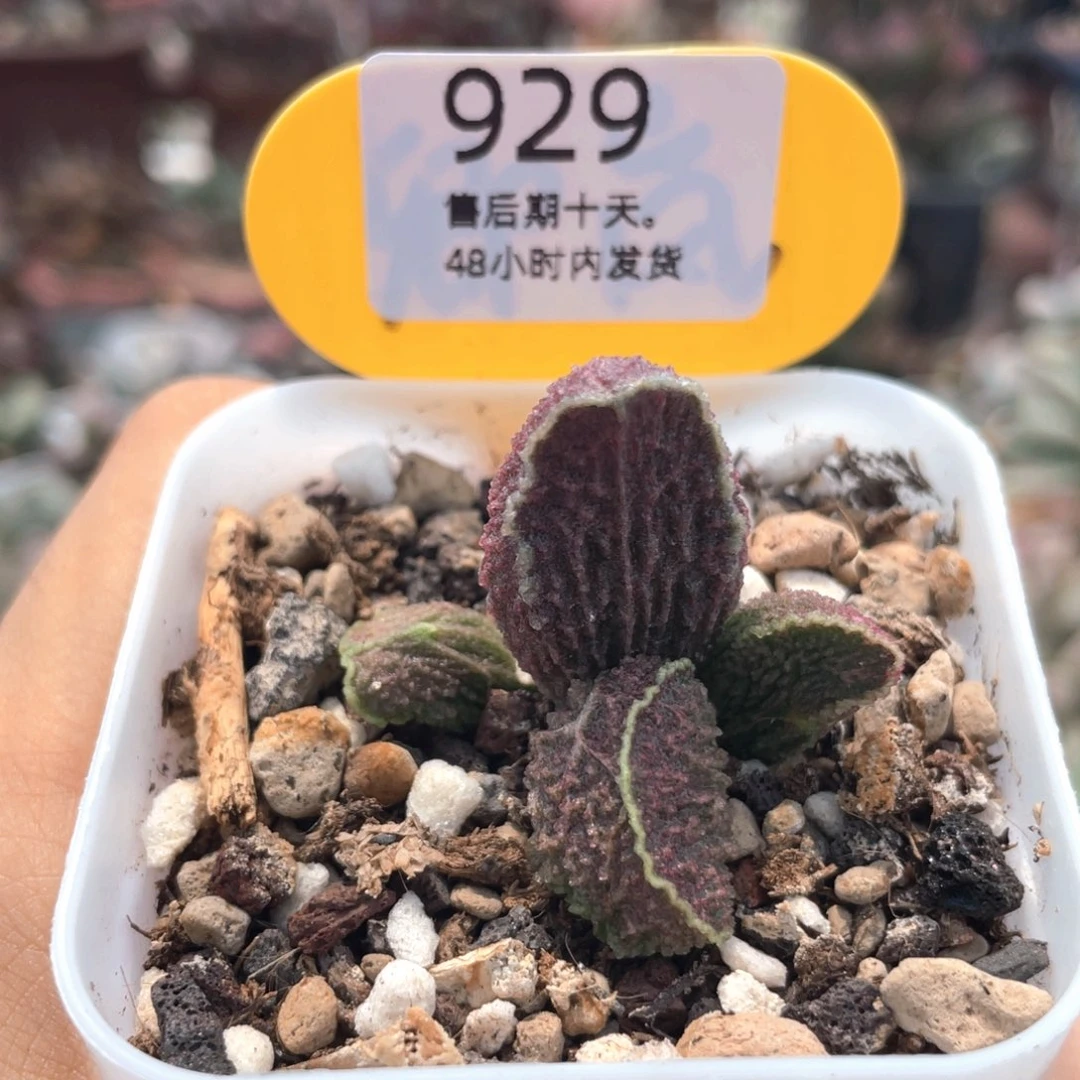 ✧***君玛格丽。      929。