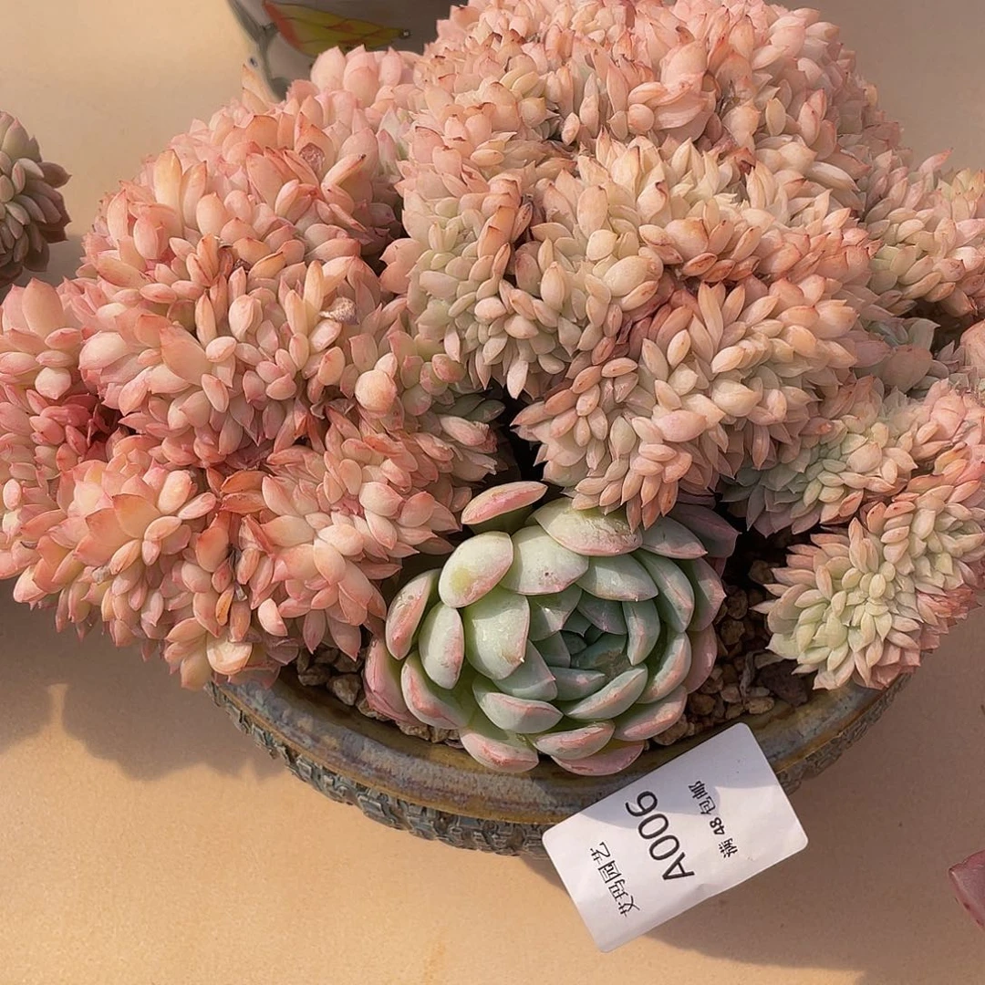 莎莎女王006 多肉多肉多肉