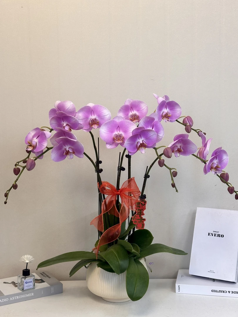 年宵花【海洋之心】真花 秋冬耐寒花卉 四季开花 多样性发货