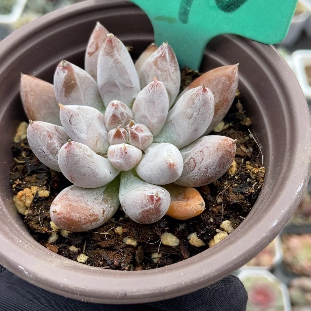 1870杜里万多肉植物