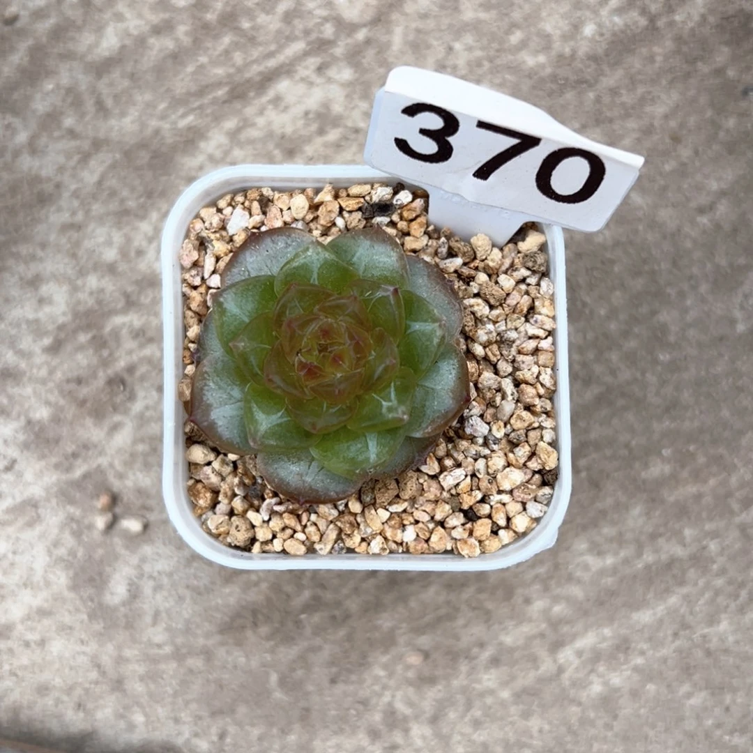 那**开370号风花雪月系列明烛