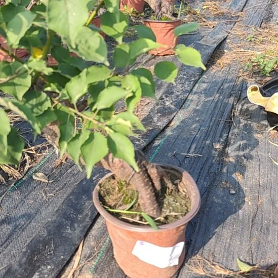 黄***华无花朵梅花盆景精品造型