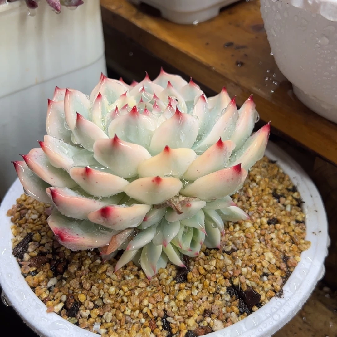 吉娃娃锦 夏鸣园艺