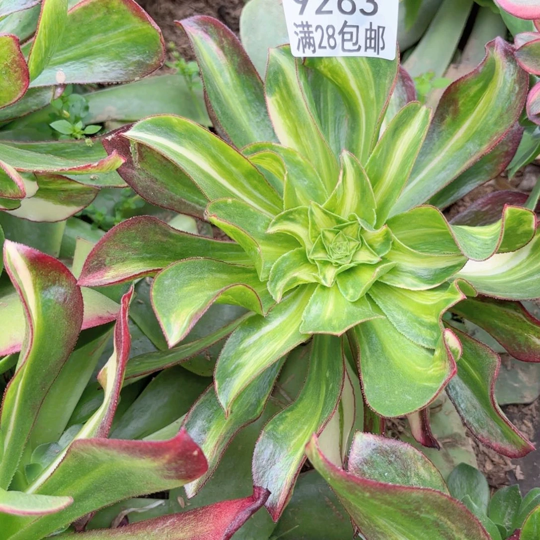 E. 9263魅影中班七彩多肉