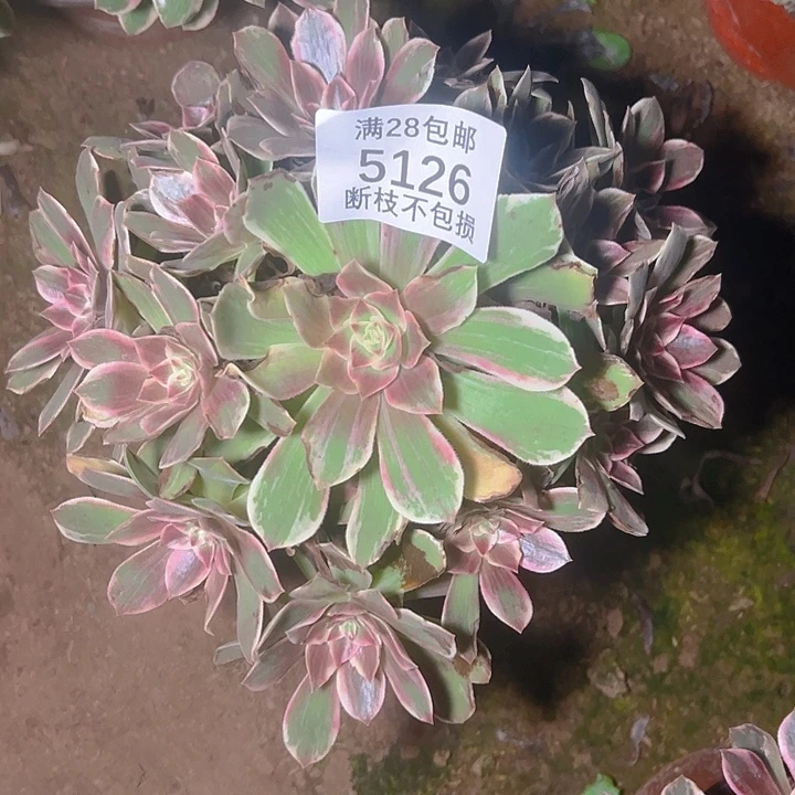 5126浣纱多肉植物