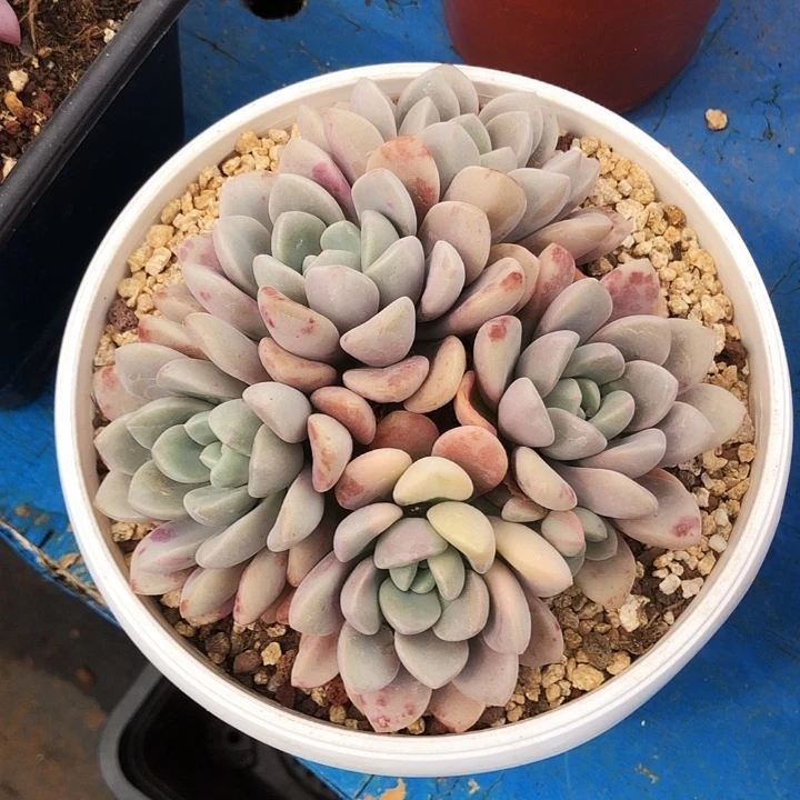 白鹭锦自然群多肉植物