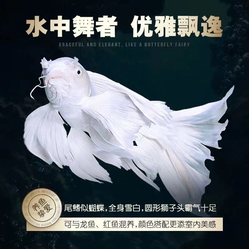 正宗台系狮子头蝴蝶鲤石膏白白短球体耐寒冷水观赏鱼淡水耐活