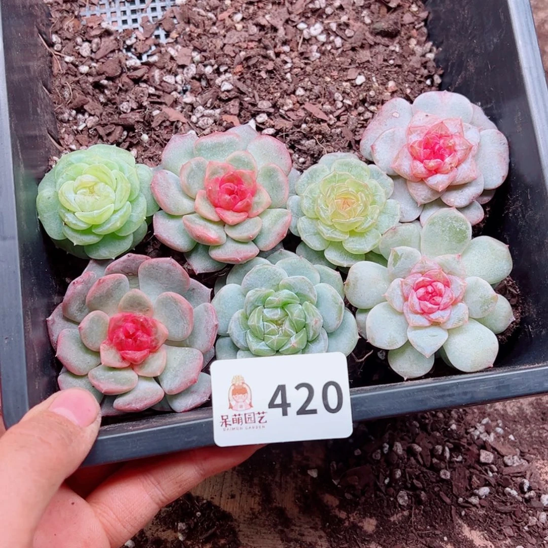 萌****多肉植物多肉植物