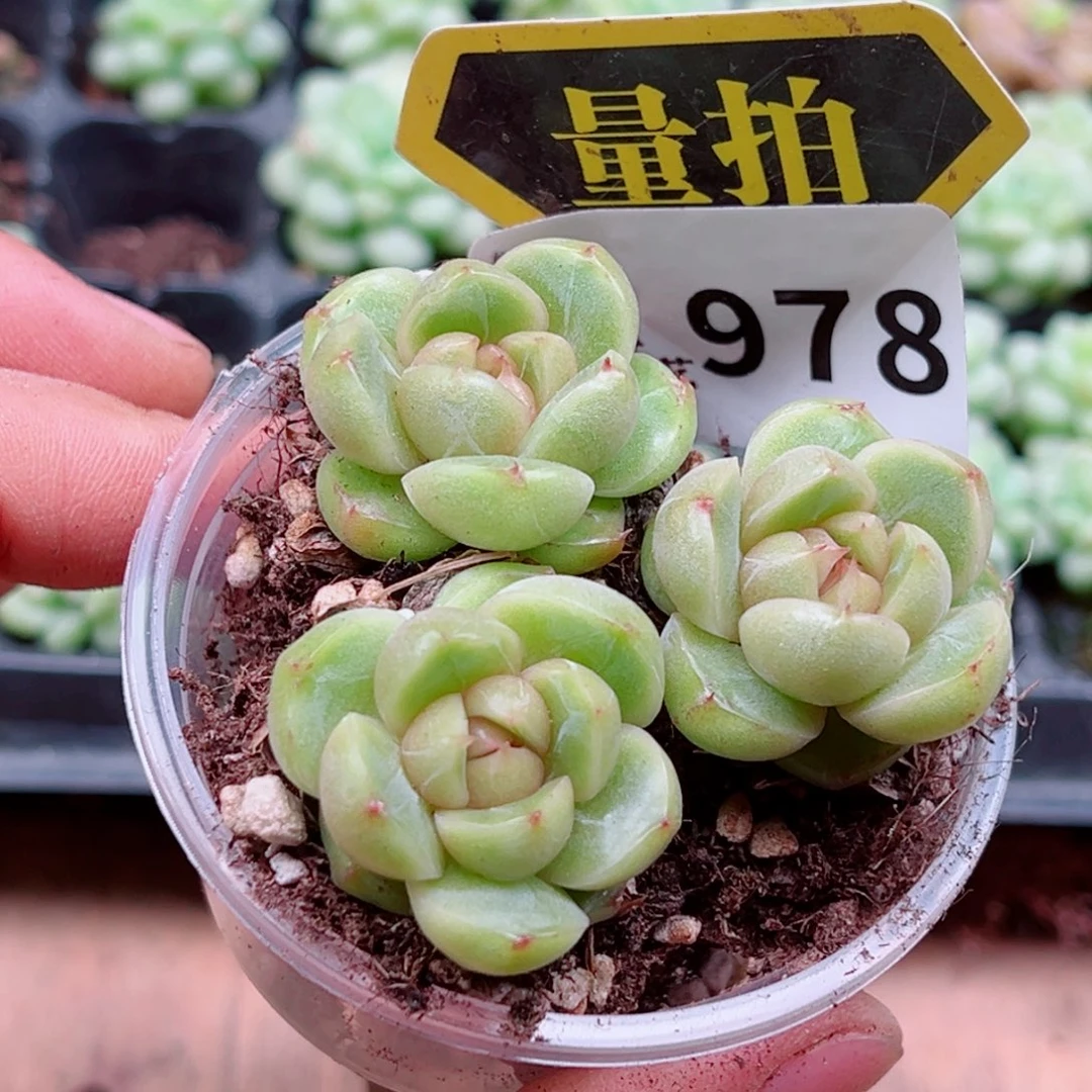 当前无花朵，栽培后可花朵