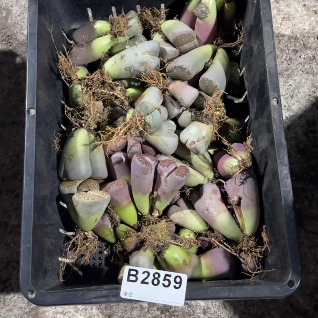 开***n2859福利筐1不售后