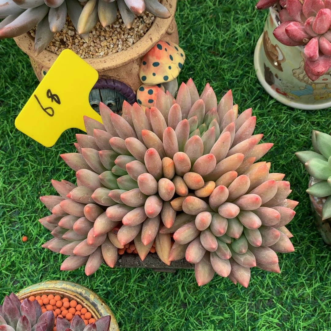董***师多肉植物626273737
