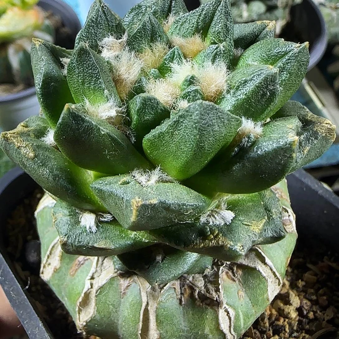 龙家牡丹976仙人球