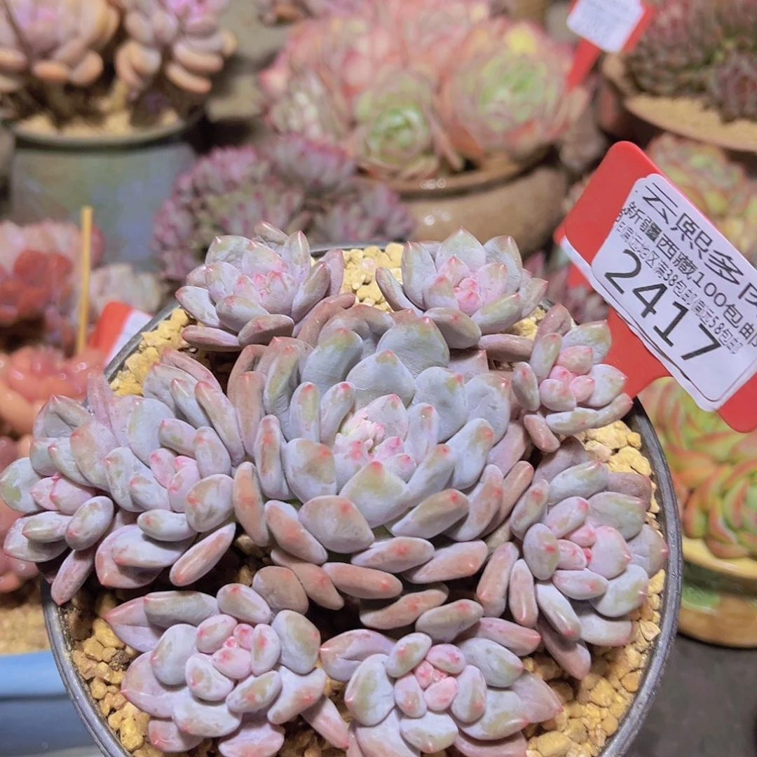 2417半夏多肉植物