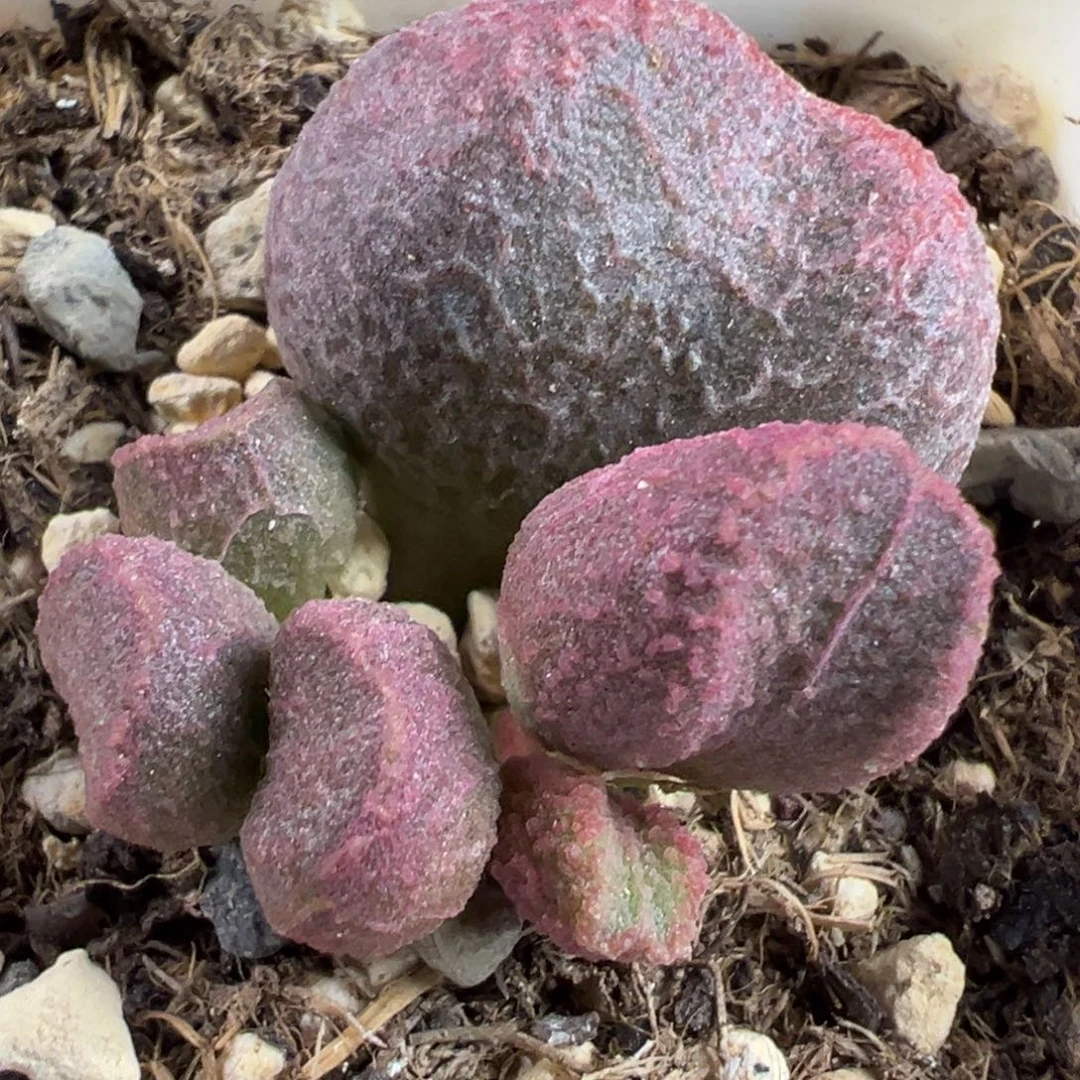 实生新品大苗多肉植物水泡