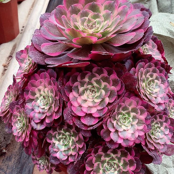 人***戏霁月捧花，多肉植物