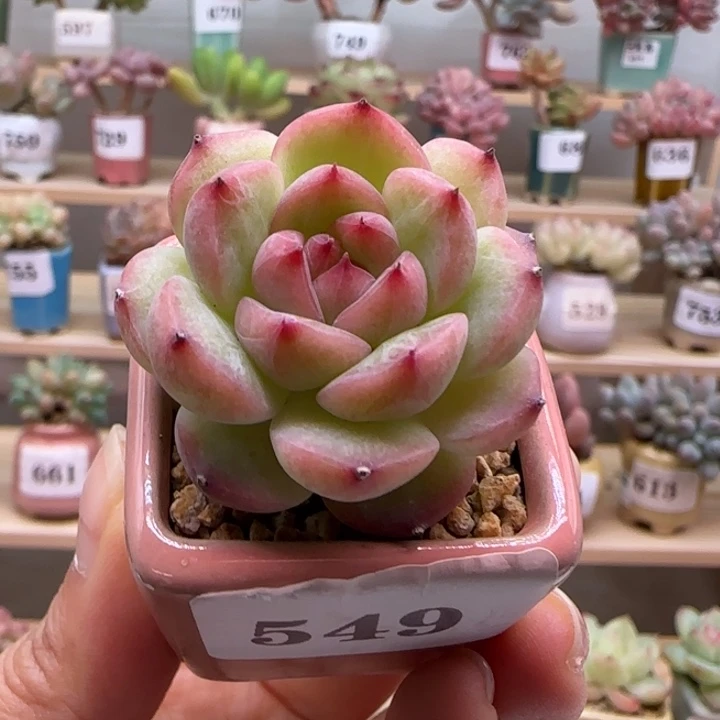 549悦蓉满38包邮（除新疆 西藏 内蒙）