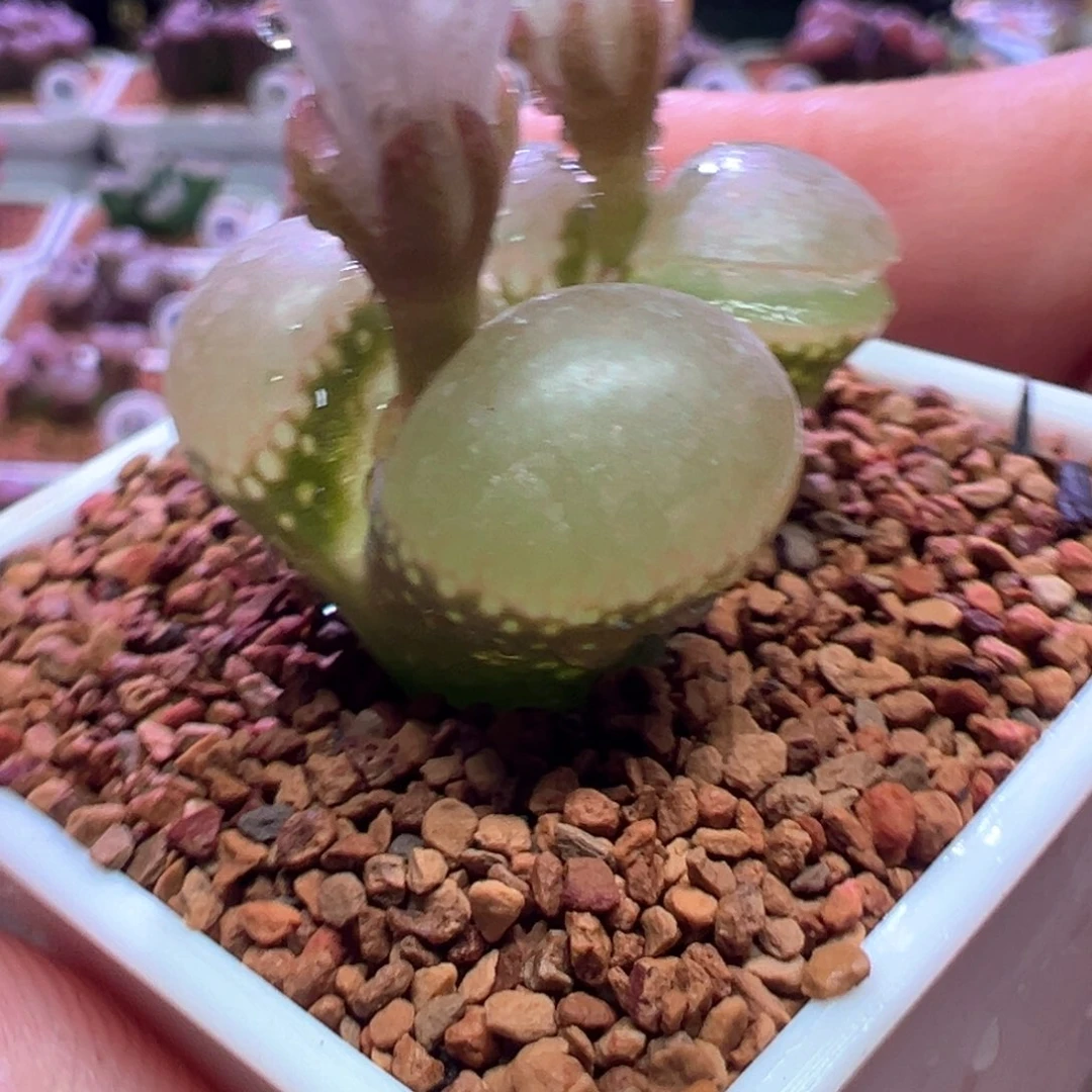 0906，开心就好，肉锥植物